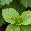 Natura e Purezza